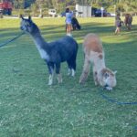 Walking the alpacas at Mountain View Alpaca Farm